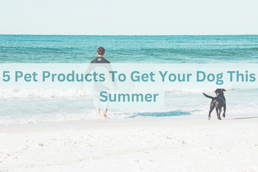 5 pet products to get your dog this summer